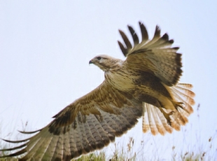 Birding Tours Morocco, Birdwatching tours to Morocco,Guided Birdwatching Holidays Birding Tours Morocco, Birdwatching tours to Morocco,Guided Birdwatching Holidays