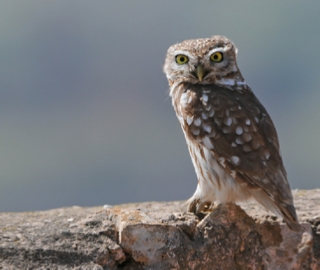 4 Days Atlas Mountains Birding Tour from Marrakech,birdwatching Morocco travel 4 Days Atlas Mountains Birding Tour from Marrakech,birdwatching Morocco travel