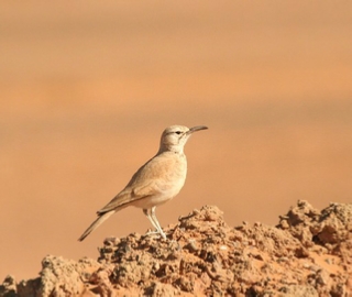 5 days Birding tour to Atlantic coast & southern Guelmim desert,Agadir Morocco bird watching trips 5 days Birding tour to Atlantic coast & southern Guelmim desert,Agadir Morocco bird watching trips