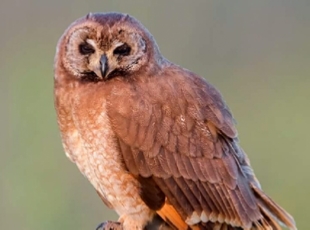 Birding Tours Morocco, Birdwatching tours to Morocco,Guided Birdwatching Holidays Birding Tours Morocco, Birdwatching tours to Morocco,Guided Birdwatching Holidays