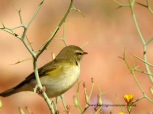 Birding Tours Morocco, Birdwatching tours to Morocco,Guided Birdwatching Holidays Birding Tours Morocco, Birdwatching tours to Morocco,Guided Birdwatching Holidays