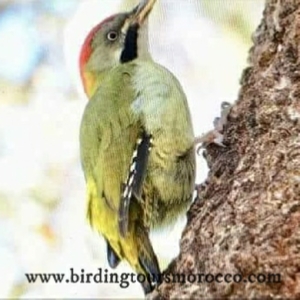 Birding Tours Morocco Birding Tours Morocco