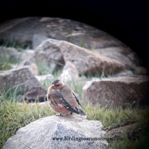 Birding Tours Morocco Birding Tours Morocco